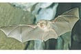 Kymin resident loses bid to lift bat protection ban on lighting
