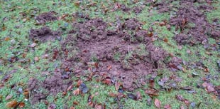 Rangers target 700 wild boar