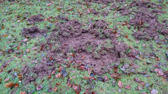 Rangers target 700 wild boar