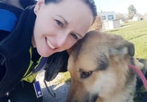 Lost dog finds its way home