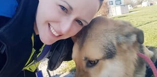 Lost dog finds its way home