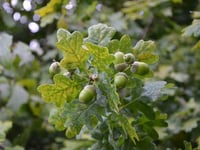 Acorn appeal to boost woodland
