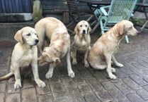 County rushes to save ‘traumatised’ dogs after RSPCA refuses to step in