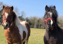 Animal rescue centre appeals for help in keeping Covid safe