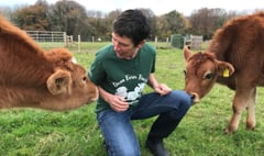 Sanctuary welcomes two calves from reality show