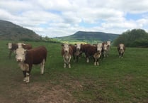 UK Veterinary shortage is hitting Wales the hardest
