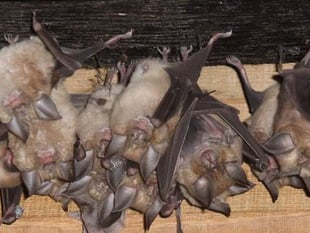 Homes policy 'weakens rare bat protection', claims campaigner