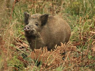 Two arrested over 2am dead boar discovery