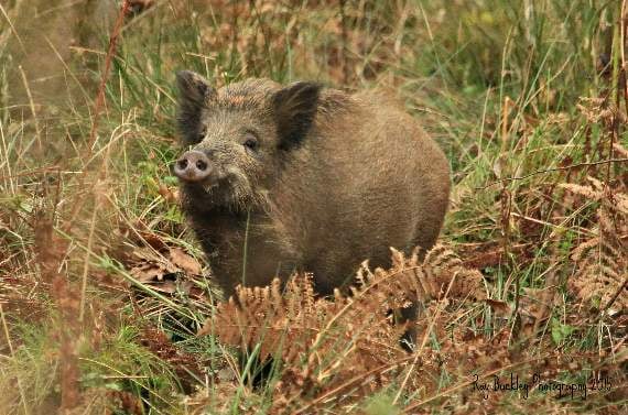 Two arrested over 2am dead boar discovery