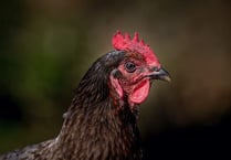 Chief Vet urges continued vigilance on avian flu protections