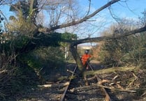 Network Rail's biggest ever tree survey in Wales is improving railway safety and biodiversity
