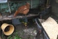 Gardening with Lynne Allbutt