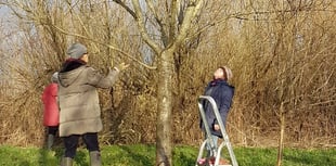 Community news: Monmouth Community Orchard