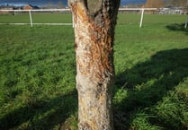 Concerns over damage to trees in Rockfield play park