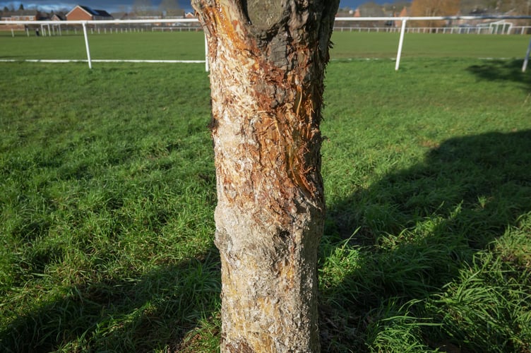 Rockfield Park trees.