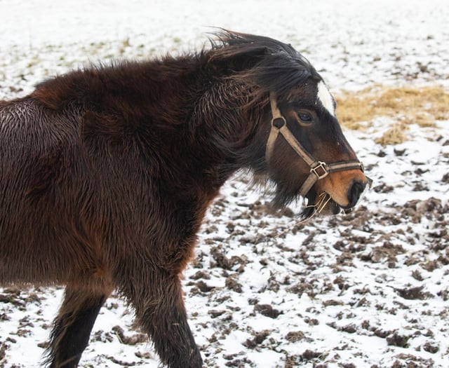 Storm Eunice: RSPCA issues animal advice