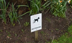 Dog owners allowing pets to foul cemetery