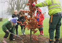 Bailey Park now has 5 new English Oak trees and 5 Copper Beech trees