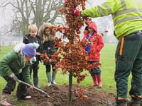 Bailey Park now has 5 new English Oak trees and 5 Copper Beech trees