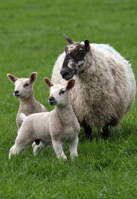 Sheep and lambs grazing