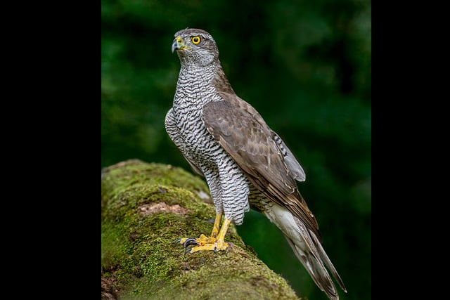Police appeal after rare goshawk found shot in Forest of Dean