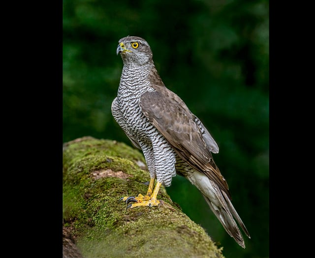 Police appeal after rare goshawk found shot in Forest of Dean