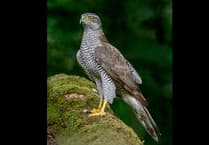 Police appeal after rare goshawk found shot in Forest of Dean