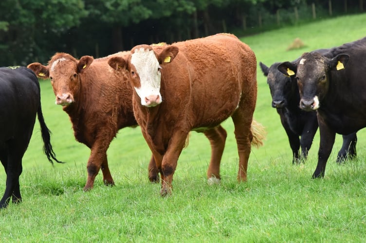 Changes in supply patterns could lead to a limited supply of red meat – particularly beef – on the global market