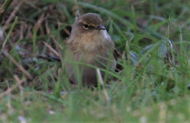 Chiffchaff in the grass