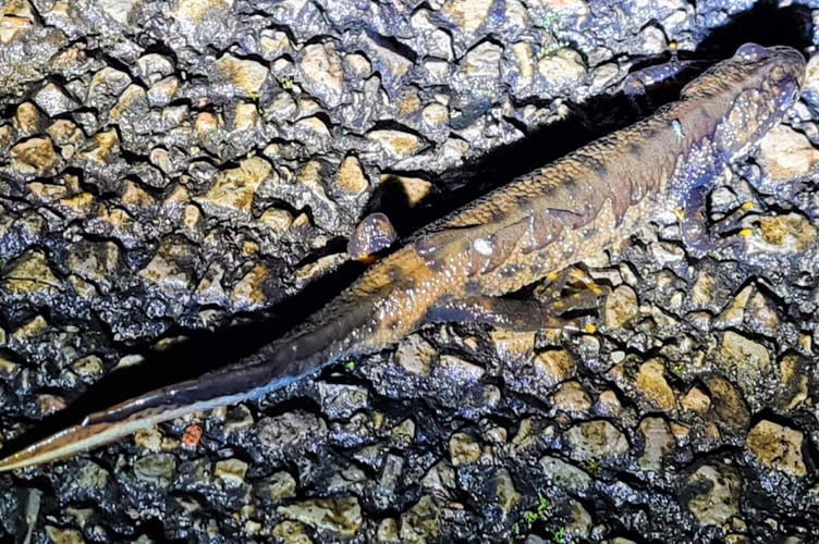 Male great chested newt