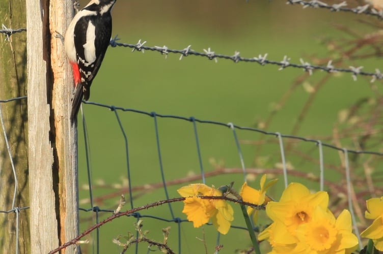 Great spotted woodpecker