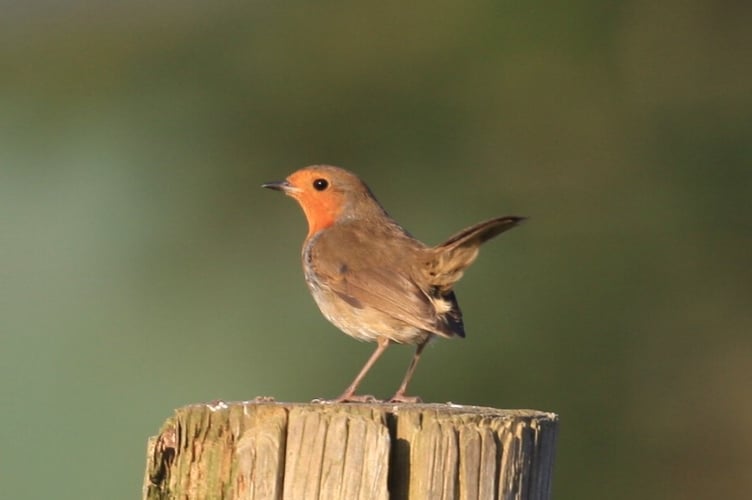 Robin in typical pose