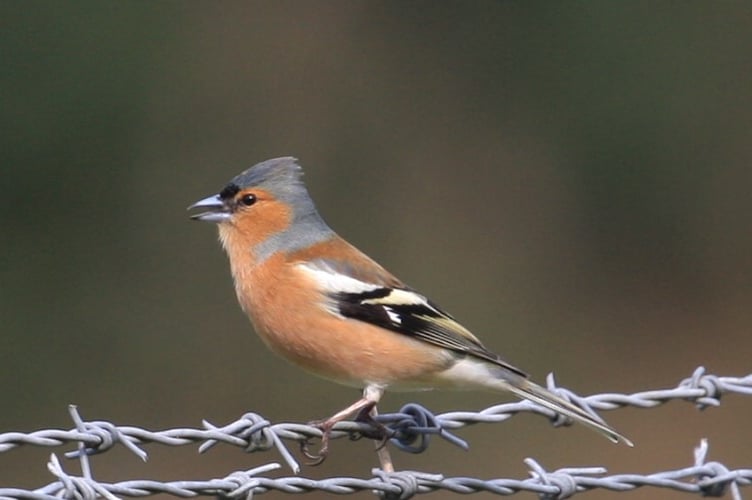 Male chaffinch 