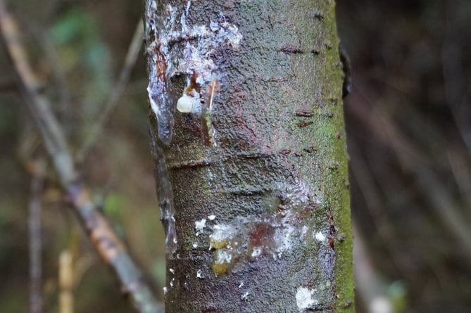  a close up of the disease Phytophthora pluvialis - pic Gov.UK