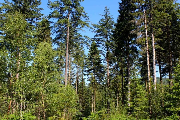 A pine forest pic courtesy of the Woodland Trust 