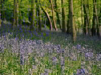 Woodland walk among top five in Wales says NRW