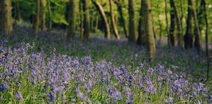 Woodland walk among top five in Wales says NRW