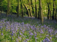 Woodland walk among top five in Wales says NRW