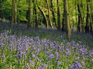 Woodland walk among top five in Wales says NRW