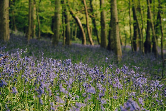 great outdoors bluebell woods