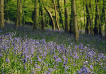 Woodland walk among top five in Wales says NRW
