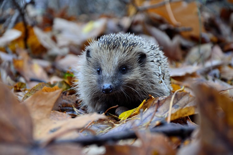 A UK hedgehog
