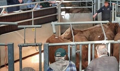 Livestock markets see £83m increase in turnover in 2021