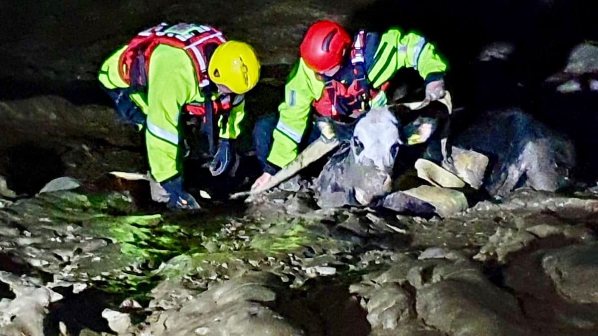 Moo-ving tale of udderly great cow rescue | monmouthshirebeacon.co.uk