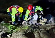 Moo-ving tale of udderly great cow rescue