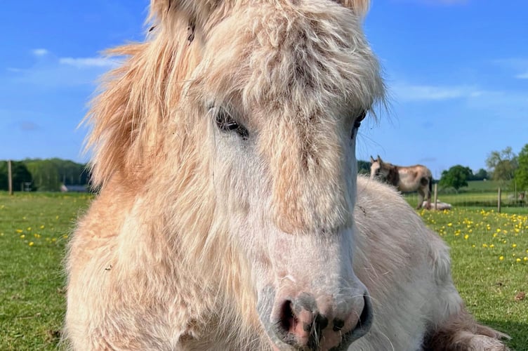 Mabel is one of the residents at Dean Farm Trust animal sanctuary