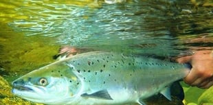 Wye salmon ‘saved’ by reservoir release