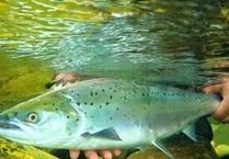 Wye salmon ‘saved’ by reservoir release