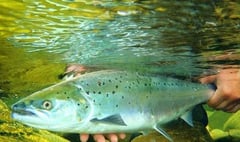 Wye salmon ‘saved’ by reservoir release