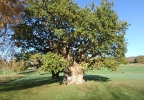 Vote for magnificent ancient Oak in national competition